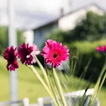 Apartment Purer Genuss - Garten Und Alpe Owingen